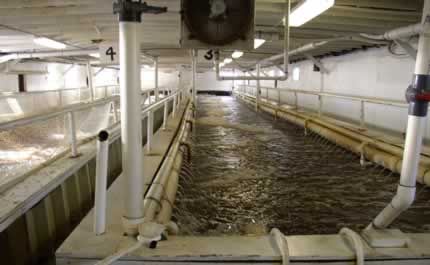 Colorite Recirculating System Photos